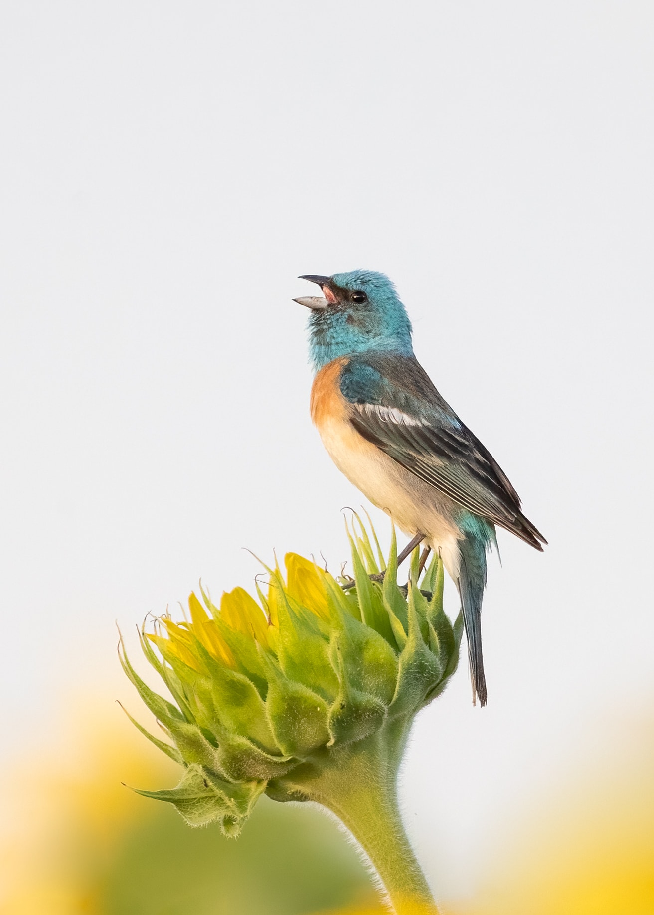 bird of California image 8